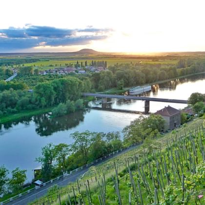 Vingårdar längs Elbe