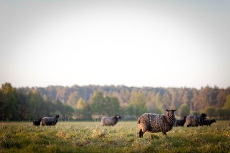 Schafe auf der Insel Fårö