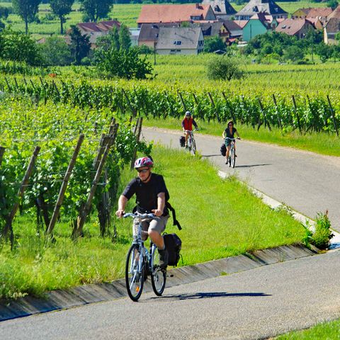 Cyklist vid vingårdar nära Kayserberg