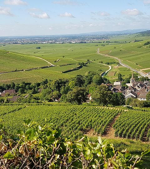 Underbar utsikt över vingårdar