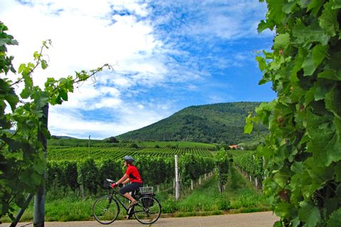 Cykling längs vingårdar