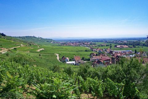Utsikt över vingårdar längs vägen
