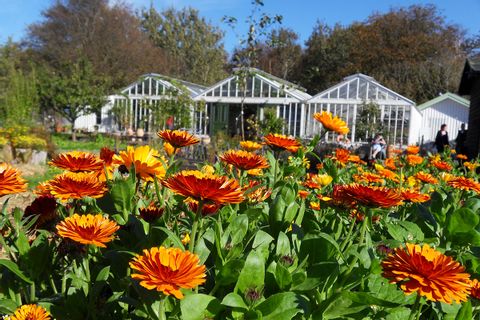 Calendula in front of greenhouses