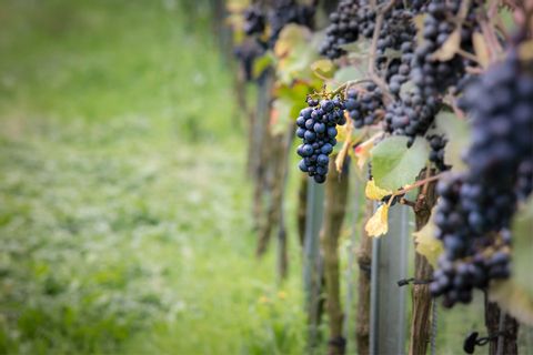 Vindruvor i Bordeaux