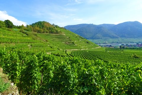 Panoramautsikt över vingårdar i Wachau