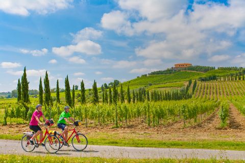 Cyklister mittemellan vingårdar