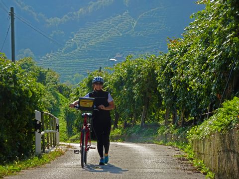 Cyklist på väg genom Proseccolandskap