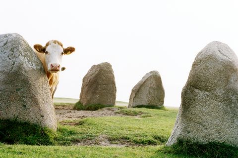Ale's stones with cow