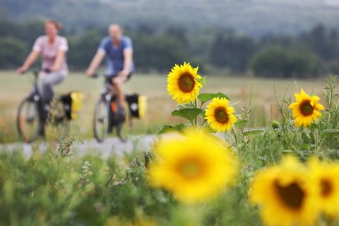 Cyklister och solrosor längs Kattegattleden