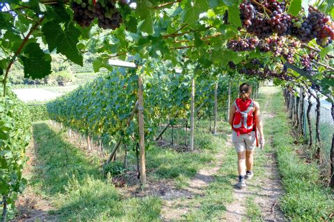 Wandern ohne Gepäck durch die Weingärten der südlichen Weinstraße