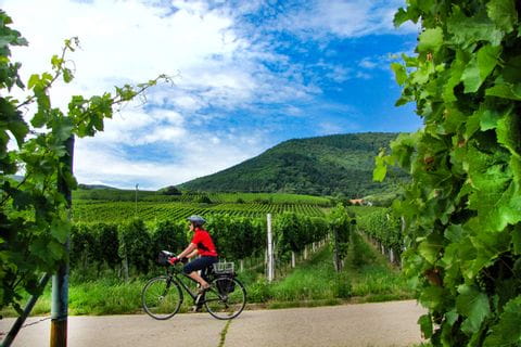 Cykling genom vingårdar