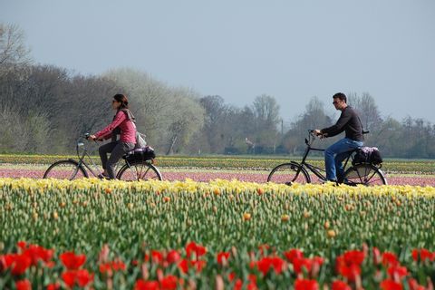 Cyklister och tulpaner i Holland