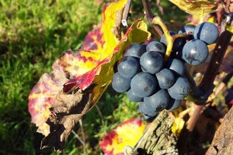 Vindruvor i Beaune regionen