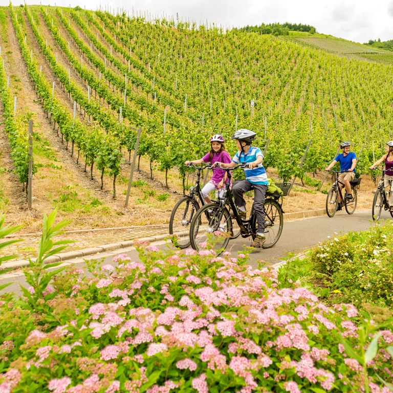 Vingårdar längs Mosel cykelvägen