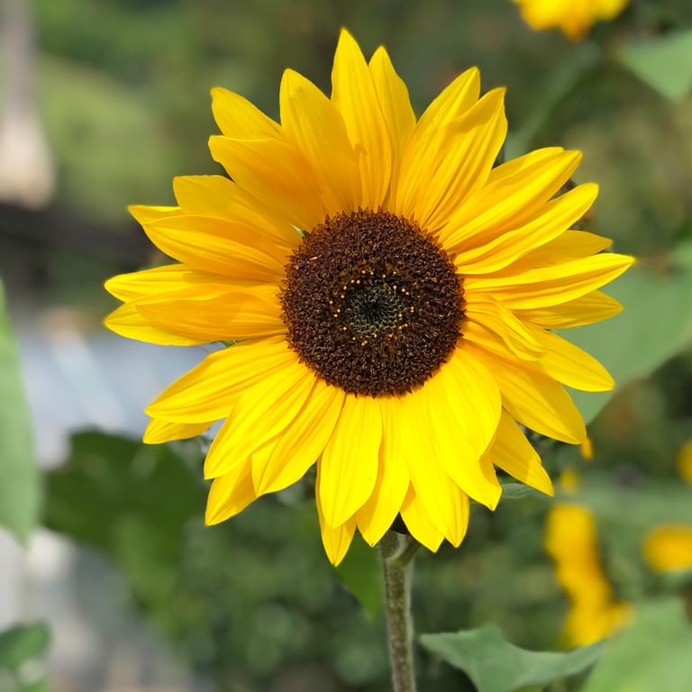 Sonnenblume