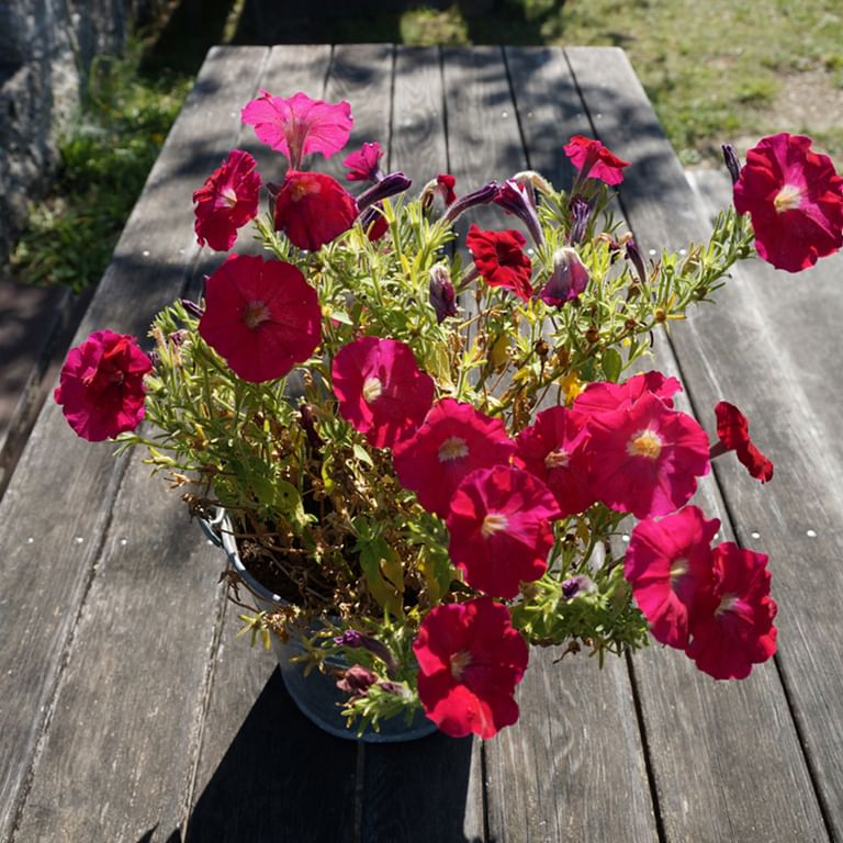 Blommor