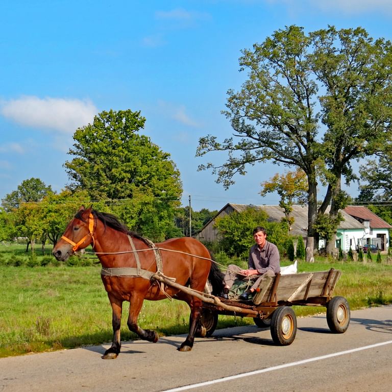 Hästdroska längs vägen